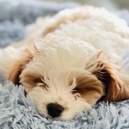 Cavapoos and Miniature Schnauzers from Moana & Lily's Pups