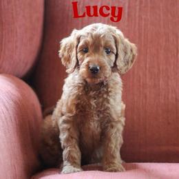 Lucy - Red  female Goldendoodle puppy in College Station, Texas from Em & El Doodles