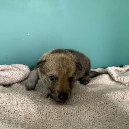 Girl 2 - Yellow gray Czechoslovakian Vlcak puppy in Boon, Michigan from Mikai's Pack