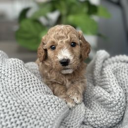 Clove - Red  male Goldendoodle puppy in Slc, Utah from Timp Doodles