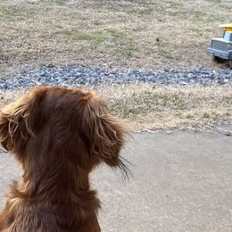 Dachshunds from A Anchor Farm
