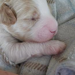 Betsy - Blenheim female Cavapoo puppy in Norton Shores, Michigan from Dune Pack Doodles and Poodles