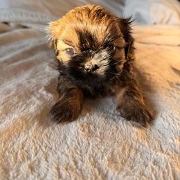 Puppy girl - Black gold and white female Shih Tzu puppy in Lynnwood, Washington from Caroline's Shih Tzus