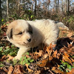 Puppy ID 1018253 - White and badger male Great Pyrenees puppy in Leicester, North Carolina from Randall Glen Pyrenees