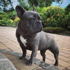 French Bulldogs from Tara Hill's French Bulldogs