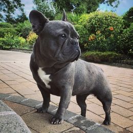 French Bulldogs from Tara Hill's French Bulldogs
