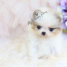 AKC Tinker Bell “Tink” - Blue merle female Pomeranian puppy in Sacramento, California from My Precious Poms