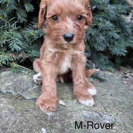 Rover - Red male Cavapoo puppy in Strasburg, Pennsylvania from Still Water Puppies