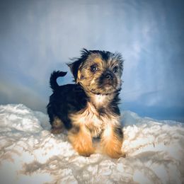 Biewer Terrier, Companion Cross, and Morkie Puppies from Puppy Boutique