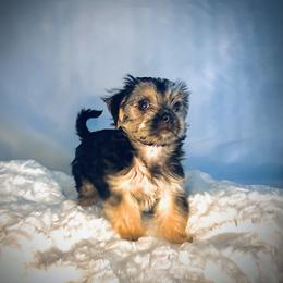Biewer Terrier, Companion Cross, and Morkie Puppies from Puppy Boutique
