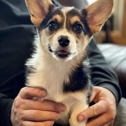 Pembroke Welsh Corgi Puppies from Davies Ranch Pembroke Welsh Corgis