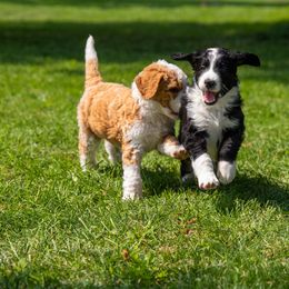 Bernedoodle Puppies from Tahoe Doodles