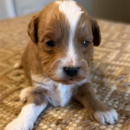 No collar boy - Red  male Goldendoodle puppy in Vian, Oklahoma from Dog Days Doodles