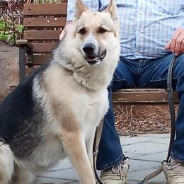 Dyce - German Shepherd