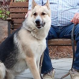 Dyce - German Shepherd