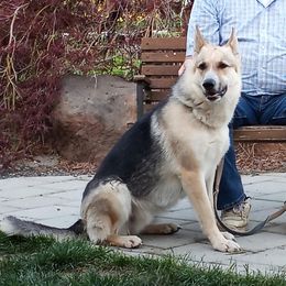 Dyce - German Shepherd