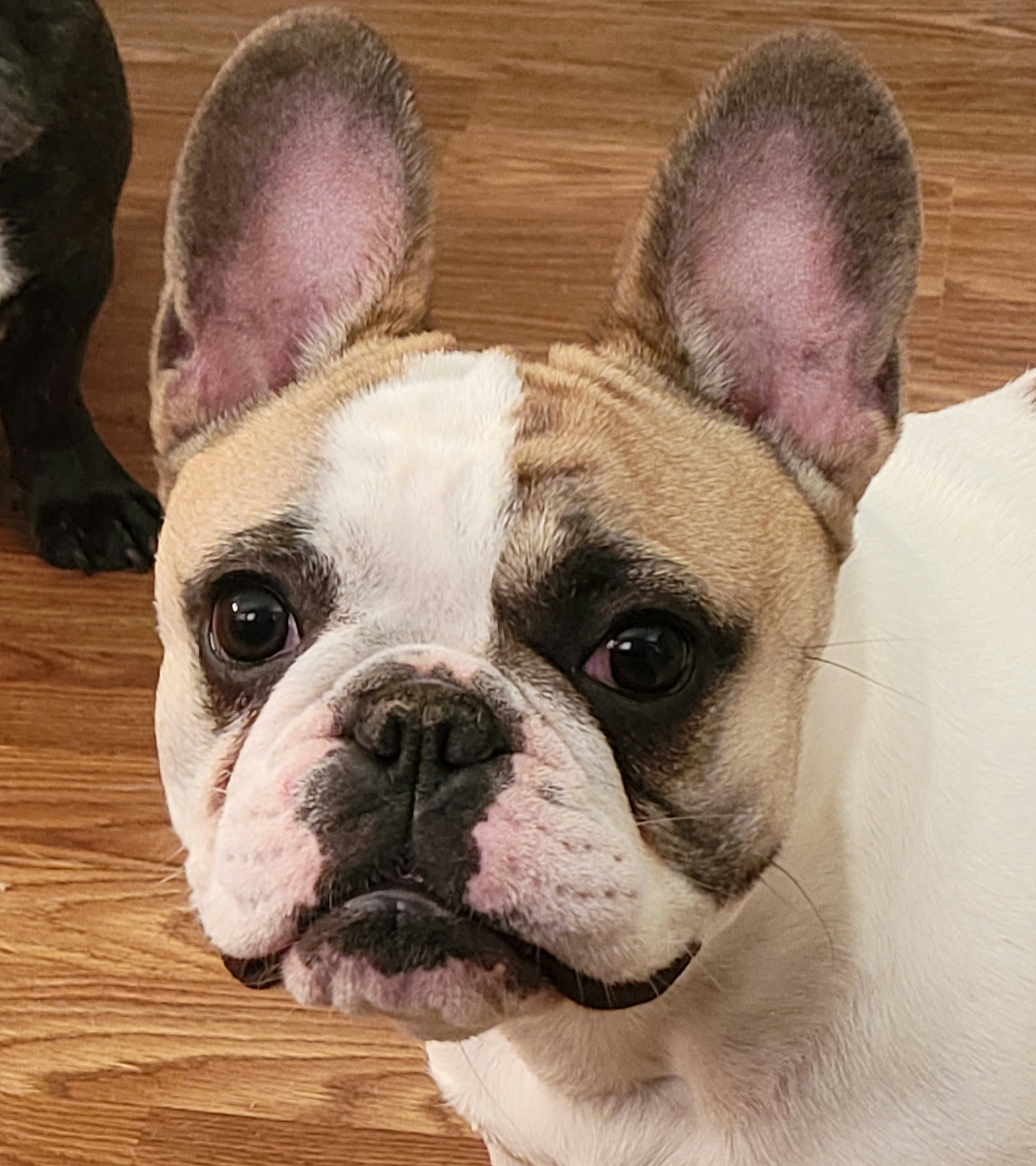 Georgie - French Bulldog