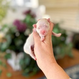Donner - White male Maltipoo puppy in West Jordan, Utah from Gem Puppies of Utah