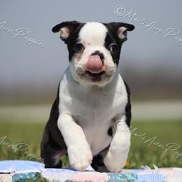 AKC 'Barkley' - Black and white male Boston Terrier puppy in Lamar, Missouri from Marti Acres ~ Boston Terrier & Beagles