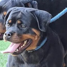 Tanja - Rottweiler