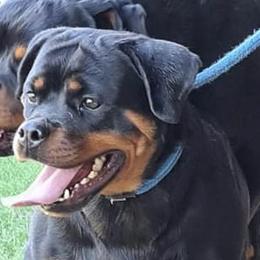 Tanja - Rottweiler