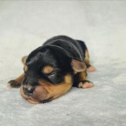 Shadow - Black and tan male Yorkshire Terrier puppy in Blacksburg, South Carolina from Hess Pooches LLC