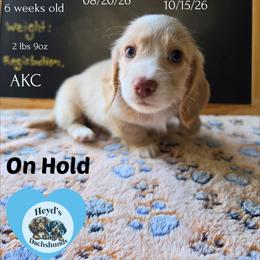 Pegasus - Cream male Dachshund puppy in Hoquiam, Washington from Heyd's Mini Dachshunds