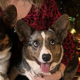 Cardigan Welsh Corgis from Shaggy Hill Homestead