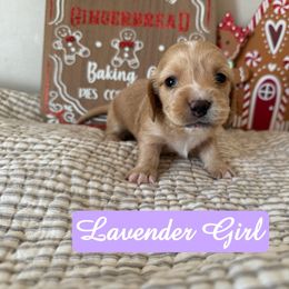 Lavender - Red female Dachshund puppy in Snow Camp, North Carolina from V's Southern Angels