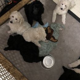 Poodle Puppies from Southern Standards