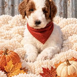 Red boy - Parti male Goldendoodle puppy in Waskom, Texas from Pearls & Curls doodles & poodles