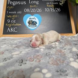 Pegasus - Cream male Dachshund puppy in Hoquiam, Washington from Heyd's Mini Dachshunds