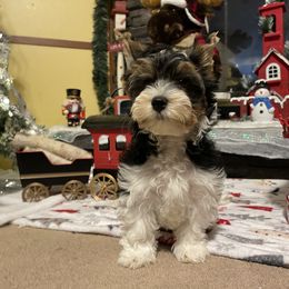 Biewer Terrier Puppies from Southern Star Biewers