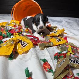 Buddy - White and black male Whippet puppy in London, Kentucky from Hertzog  Whippets