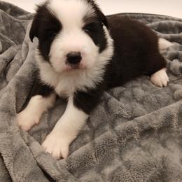 Stanley - Black male Border Collie puppy in Gloucester, Virginia from Peachy Keen Border Collies