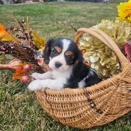 Baron - Tri-color male Cavalier King Charles Spaniel puppy in Walterboro, South Carolina from Puddlejumpers