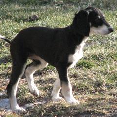 Salukis from Tamarisk Salukis