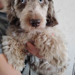 Aussiedoodle puppies from Loving Doodle
