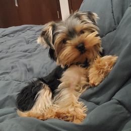 Yorkshire Terrier Puppies from Yorkie Puppies Redwood Ranch Chicago