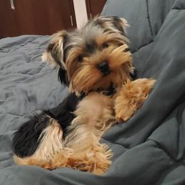 Yorkshire Terrier Puppies from Yorkie Puppies Redwood Ranch Chicago