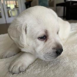 Cheers - Yellow female Labrador Retriever puppy in Grand Saline, Texas from Castle Hills Labradors