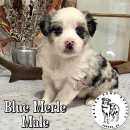 Vancouver - Blue merle male Toy Australian Shepherd puppy in Jaroso, Colorado from Heaven Sent Aussies