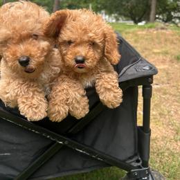 Orange Heart - Apricot male Goldendoodle puppy in Germantown, Maryland from Honey Blossom Doodles
