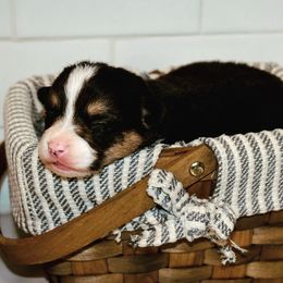 Pembroke Welsh Corgi Puppies from Desert Sunset Pembroke Welsh Corgis