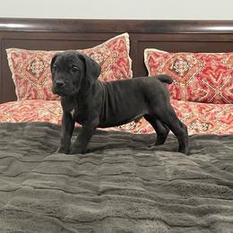 Atlas - Black male Cane Corso puppy in San Isidro, Texas from MTZCC Ranch, LLC