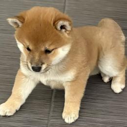 Shiba Inu from Adrianna Garduno