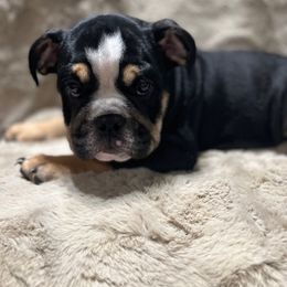 Bulldog Puppies from BUBBABULL