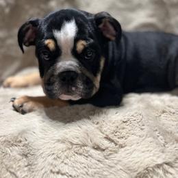 Bulldog Puppies from BUBBABULL