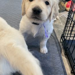 Golden Retriever Puppies from Retrieving Goldens