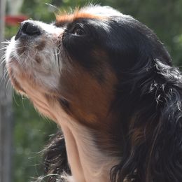 Cavalier King Charles Spaniels from I'm A Cavaholic!!!